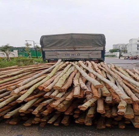 CÂY CHỐNG QUẾ 4M
