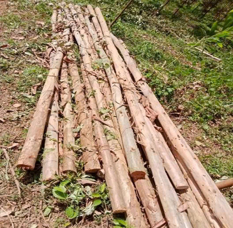 CÂY CHỐNG BẠCH ĐÀN 4M