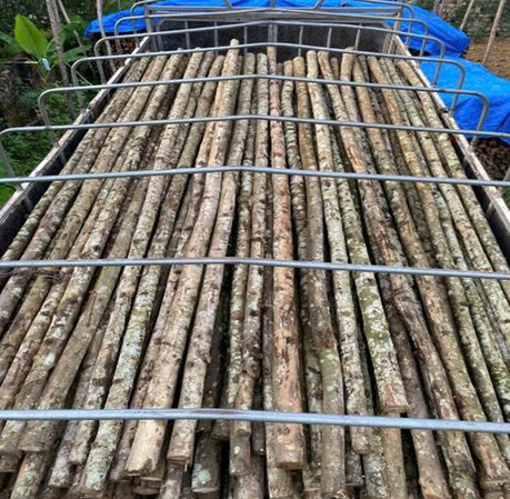 CÂY CHỐNG MỠ 4M