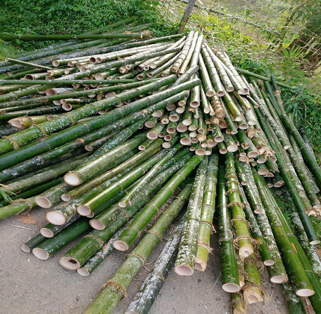 CỌC TRE, CỌC LUỒNG THÂN NGỌN 2,5M